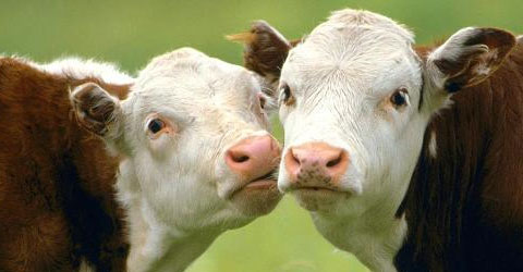 Развитие молочного животноводства в Кировской области