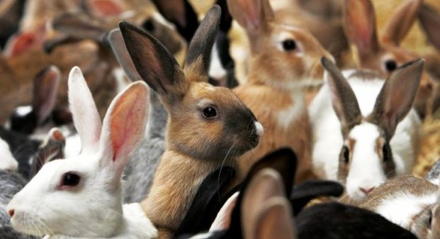 Заболевания кроликов стали причиной карантина в Котельниче