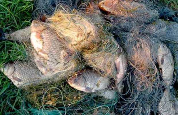 В Кировской области хотят запретить продажу синтетических рыболовных сетей