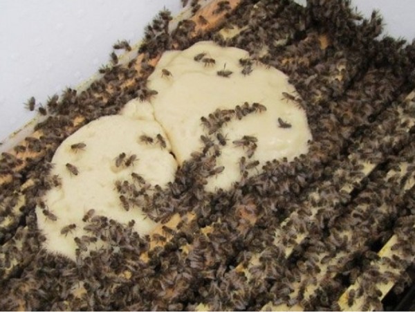 Как приготовить канди для пчел, пропорции, видео