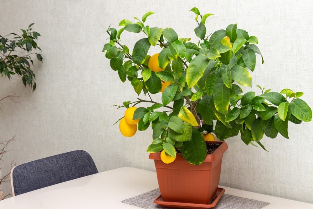 Как вырастить лимон из косточки дома в горшке