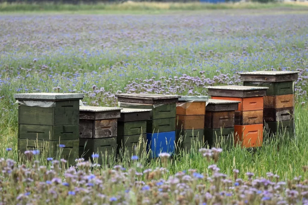 Загадки пчелиной матки