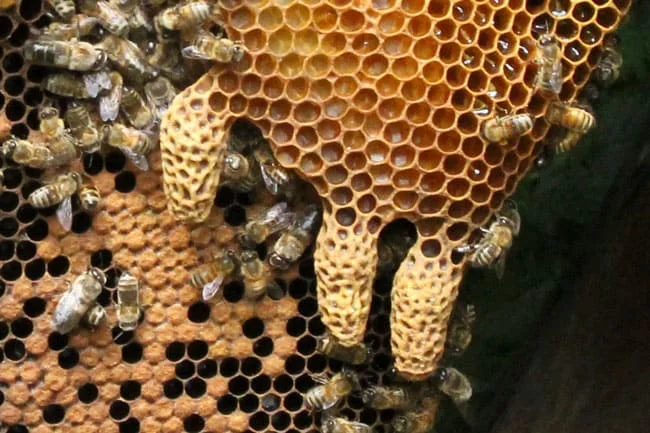 Загадки пчелиной матки