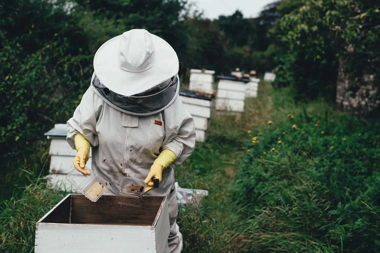 Как выводить маток пчел от а до я: вывод пчелиных маток
