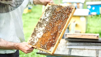 Жизненный цикл и развитие пчелиной матки
