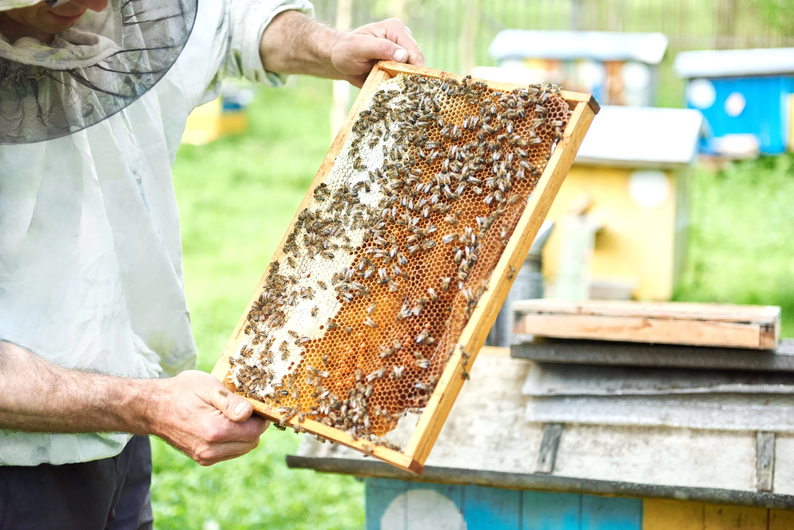 Жизненный цикл и развитие пчелиной матки