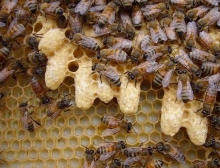Что такое пчелиный маточник 