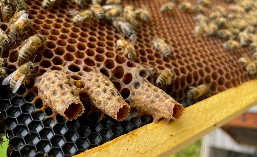 Что такое пчелиный маточник 