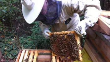 Замена пчелами в семье старой матки
