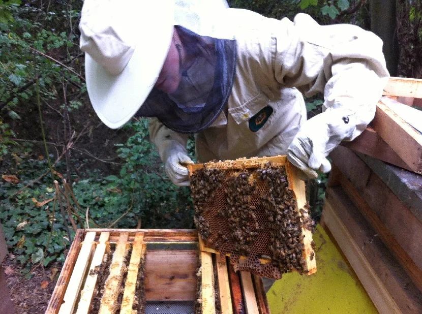 Замена пчелами в семье старой матки