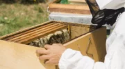 Сколько лет живет пчелиная матка