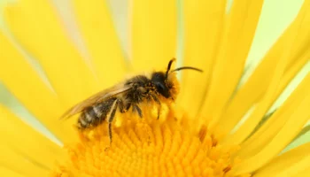Породы пчелиных маток