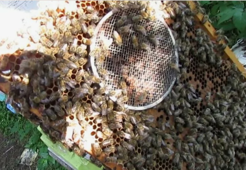 Подсадка пчеломатки при использовании большого сетчатого колпачка