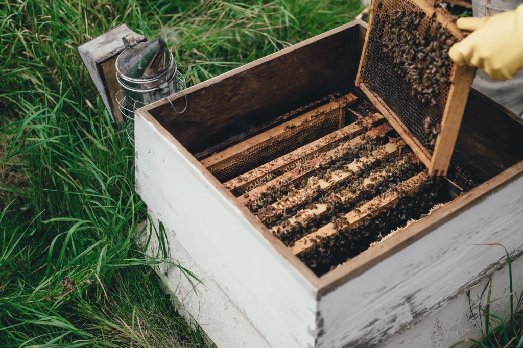 Подсадка матки в пчелиную семью