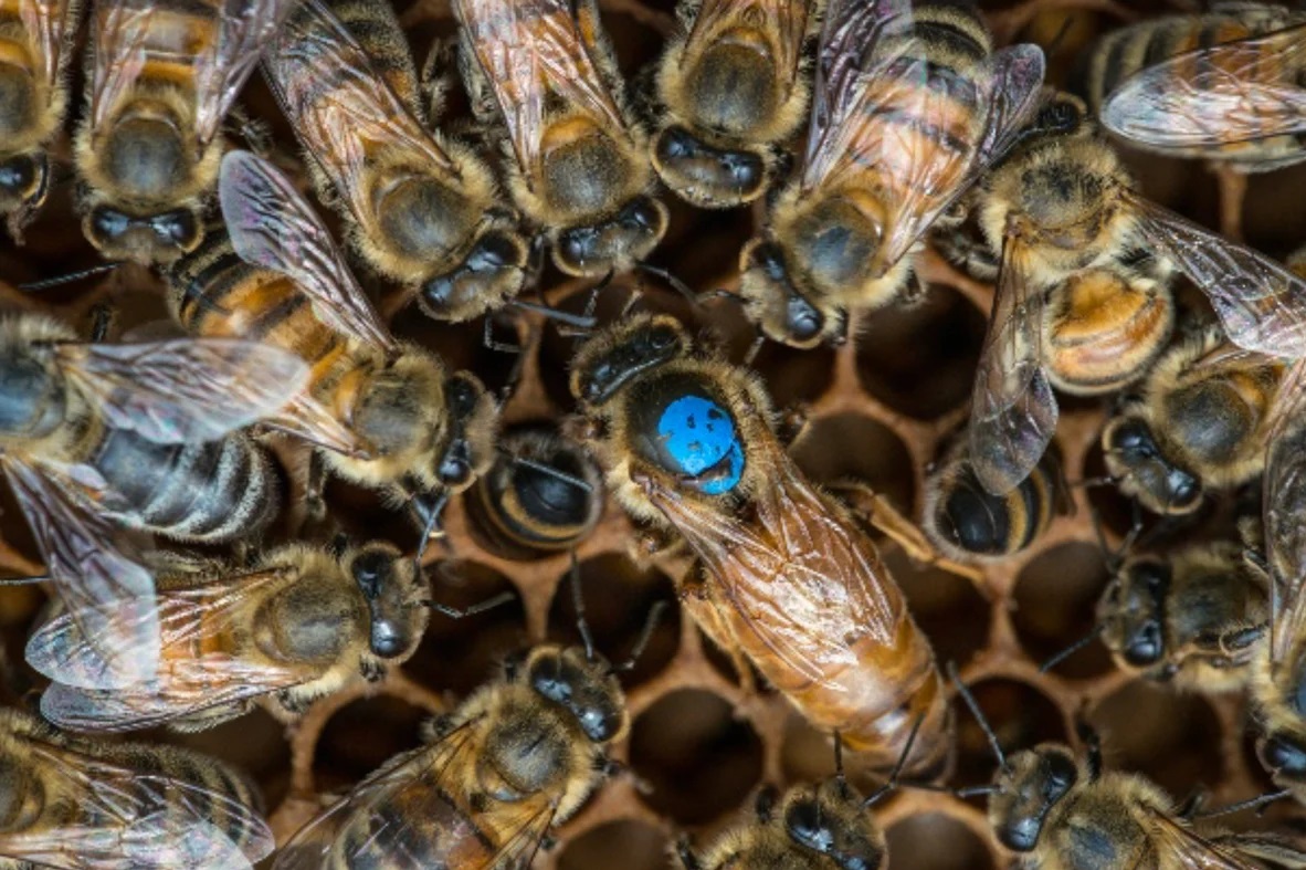 Пчелиная семья без матки